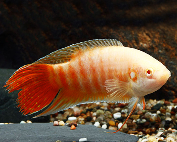 Макропод альбинос (Macropodus opercularis) 4-4,5 см