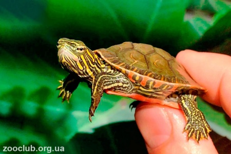 Западная Расписная Краснобрюхая черепаха (Pseudemys rubriventris)