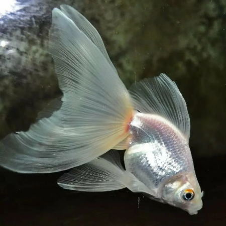 Риукин белый с широким хвостом (Goldfish Ryukin whit-broad tail)