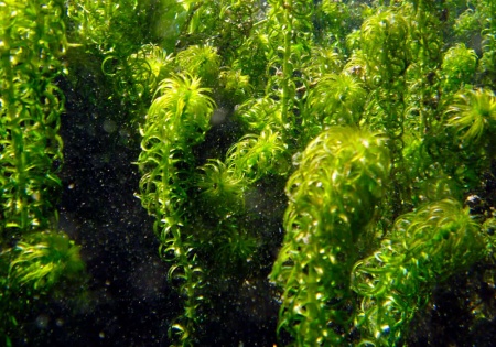 Лагаросифон курчавый (Lagarosiphon miscoides)