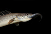 Полиптерус Сенегальский (Polypterus senegalus) 5-6 см 