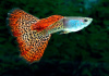 Гуппи красный леопардовый (Guppy Red Leopard)