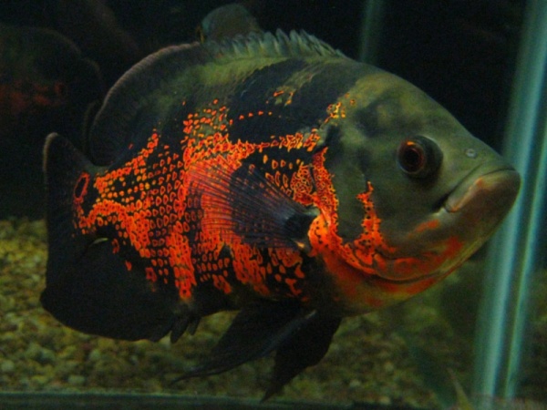 Цихлида Астронотус тигровый 5-6 см (astronotus-ocellatus)