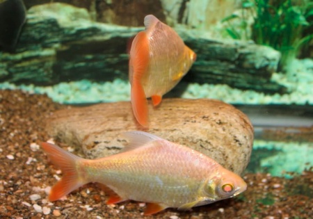 Барбус лещевидный золотой  (Barbus schwanefeldi albino) 2,5-3 см