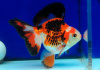 Риукин трехцветный (Goldfish Ryukin tricolour broad tai)