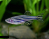 Данио рерио (Danio rerio)