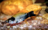 Меченосец Геллера тигровый (Xiphophorus helleri Tiger)