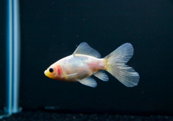 Золотая рыбка Шубункин бристольский белый (Goldfish Bristol Shubunkin white)