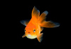Риукин красный вуалехвостый  (Goldfish Ryukin red veiltail)