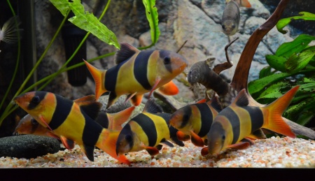 Боция-клоун (Botia macracanthus) 5 см