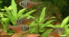 Тетра Фон Рио (лат. Hyphessobrycon flammeus)