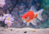 Золотая рыбка Комета сакура (Goldfish Comet Sacura)