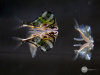 Карнегиелла мраморная (Carnegiella strigata)