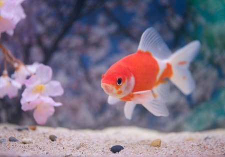 Золотая рыбка Комета сакура (Goldfish Comet Sacura)
