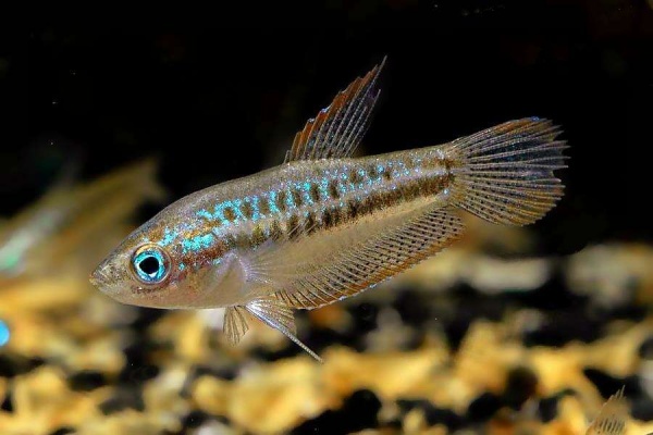 Гурами Карликовый Искрящийся (Пумила) (Trichopsis pumila) 2,2-2,5 см