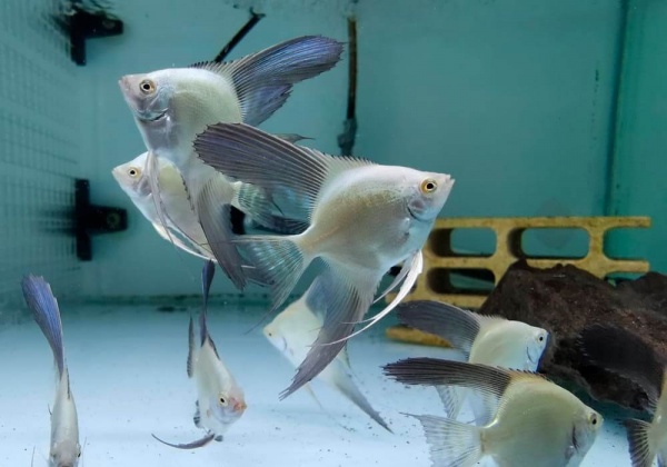 Скалярия жемчужина болгарии (Pterophyllum bulgarian green)