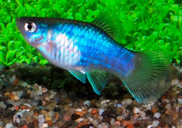 Пецилия синяя (Xiphophorus maculatus blue)
