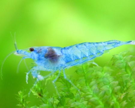 Креветка "Небесная Жемчужина" (Neocaridina Blue Pearl)