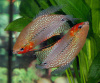Гурами жемчужный (Trichogaster leerii)  2,5 см