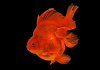 Риукин красный с широким хвостом (Goldfish Ry1ail)