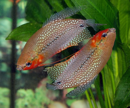 Гурами жемчужный (Trichogaster leerii)  2,5 см