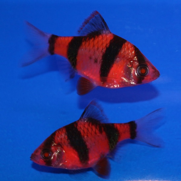 Барбус суматранский глофиш красный (Barbus GloFish)