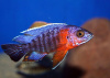 Цихлида Аулонокара красноплечий павлин (Aulonocara Hansbaenschi - Red shoulder peacock)