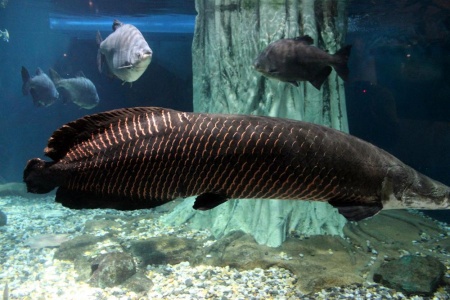 Арапаима гигантская (лат. Arapaima gigas) 10-15 см (малек)