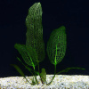 Апоногетон Мадагаскарский (aponogeton madagascarie) (Черенок)