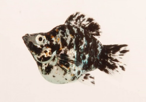 Моллинезия мрамор баллон (Poecilia sphenops Marble Molly balloon) 3,3-3,5см
