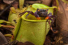 Red-clawed Land Crab (Geosesarma sp.)