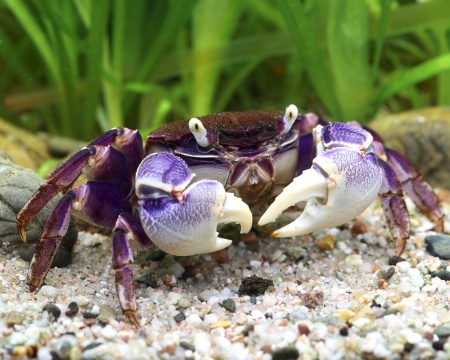 Краб Синий паук (Neosarmatium rotundifrons Blue Spider Crab)