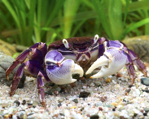 Краб Синий паук (Neosarmatium rotundifrons Blue Spider Crab)