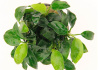 Анубиас Нана бонсай (Anubias nana bonsai)