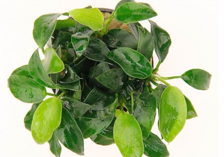 Анубиас Нана бонсай (Anubias nana bonsai)