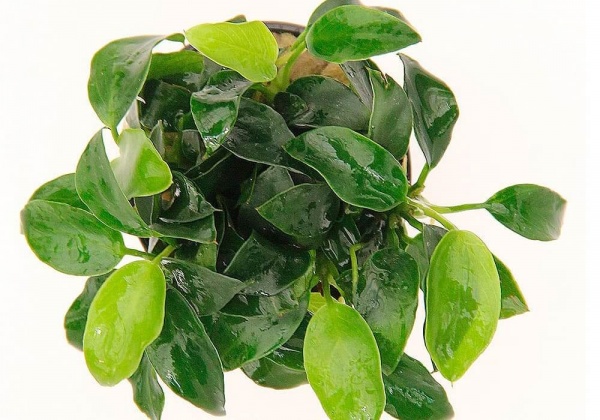 Анубиас Нана бонсай (Anubias nana bonsai)