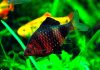 Барбус черный (Barbus nigrofasciatus)