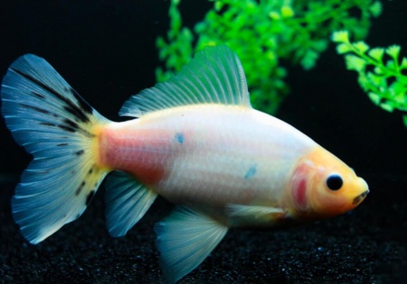 Золотая рыбка Шубункин бристольский белый (Goldfish Bristol Shubunkin white)