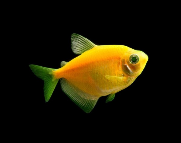 Тернеция Glo Fish Оранжевая (Gymnocorymbus ternetzi)  1,5-2 см