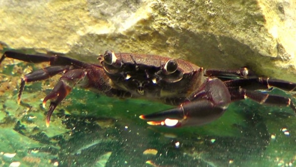 Краб  Мотано  Syntripsa matanensis (Сулавесский краб ,озеро Матано)