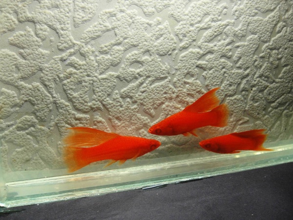 Меченосец красный рубин (Xiphophorus helleri red rubin)