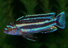 Цихлида Меланохромис Майнгано (Pseudotropheus cyaneorhabdos)