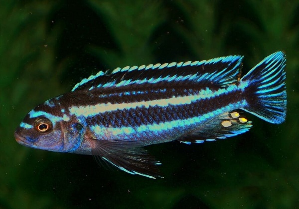 Цихлида Меланохромис Майнгано (Pseudotropheus cyaneorhabdos)