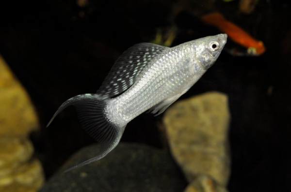 Моллинезия снежинка лирохвостая (Poecilia latipinna Silver lyretail Molly)