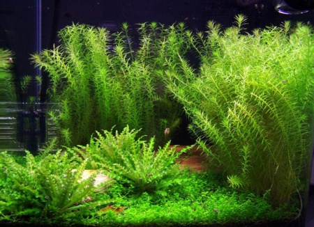 Маяка речная (mayaca fluviatilis)