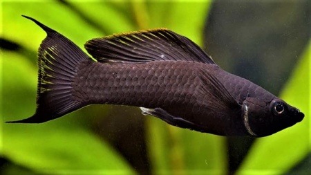Моллинезия черная лирохвостая (Poecilia sphenops Black lyretail Molly)