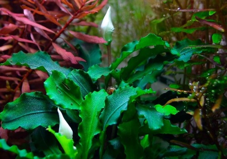 Буцефаландра зелёная Волнистая (Bucephalandra sp Green Wave )  1 ветка