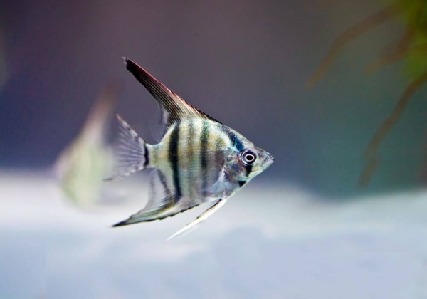 Скалярия зебра классическая (Pterophyllum Zebra)