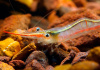 Креветка Пиноккио ( Caridina gracilirostris)