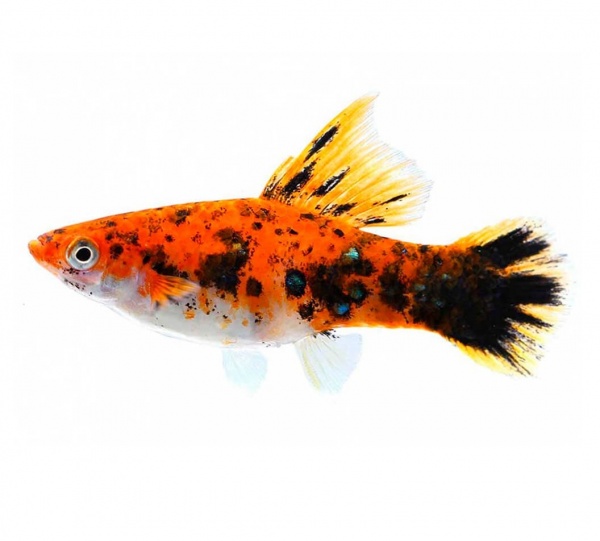 Меченосец Геллера трехцветный (Xiphophorus helleri Tricolor)
